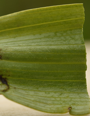 Dactylorhiza × aschersoniana