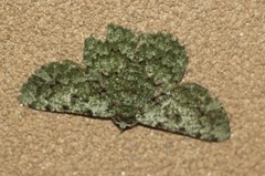 Aeolochroma viridicata