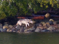 Canis lupus crassodon