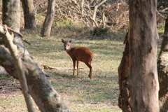 Cephalophorus natalensis