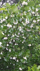 Styrax platanifolius
