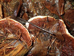 Heterobasidion parviporum