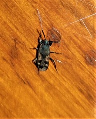 Lanchnophorus singalensis