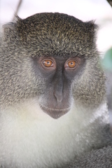 Cercopithecus mitis erythrarchus