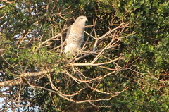 Circaetus fasciolatus