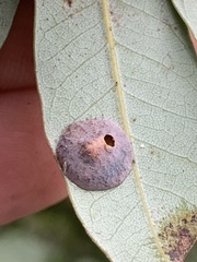 Paracraspis guadaloupensis