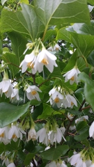 Styrax platanifolius