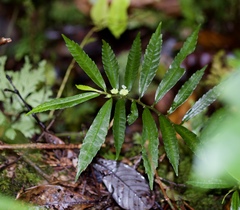 Elatostema