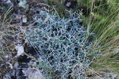 Bupleurum spinosum