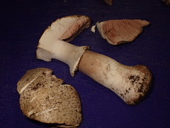 Agaricus buckmacadooi