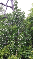 Styrax platanifolius