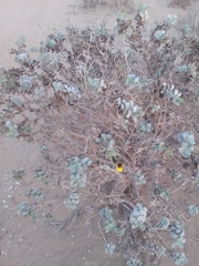Encelia palmeri