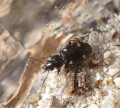 Tetragonoderus laevigatus