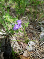 Scutellaria drummondii