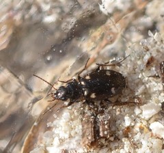 Tetragonoderus laevigatus