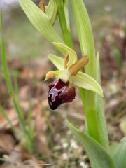Ophrys sphegodes provincialis