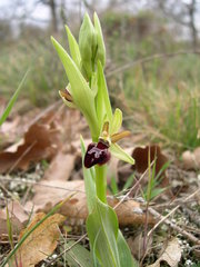 Ophrys sphegodes provincialis