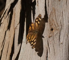 Heteronympha penelope