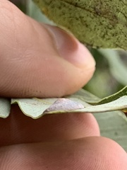 Paracraspis guadaloupensis