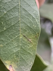 Paracraspis guadaloupensis