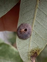 Paracraspis guadaloupensis