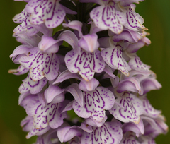 Dactylorhiza × grandis