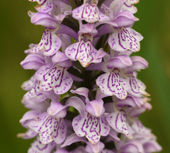 Dactylorhiza × grandis