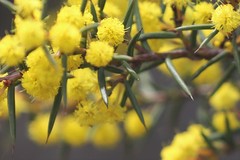 Acacia sphacelata recurva