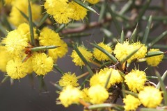 Acacia sphacelata recurva