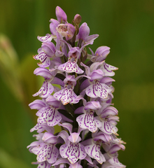 Dactylorhiza × grandis