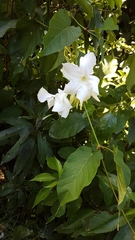 Mandevilla laxa