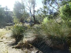 Cyperus gymnocaulos