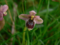 Ophrys × sommieri