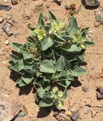 Acleisanthes nevadensis