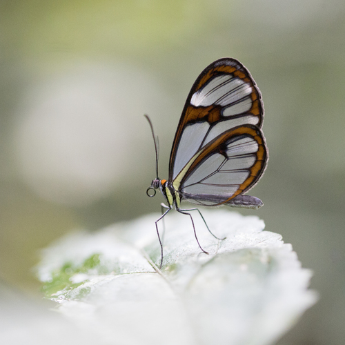 Ithomia drymo