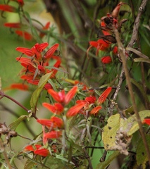 Castilleja integrifolia