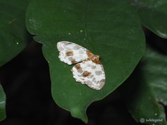 Abraxas amicula-illuminata