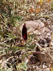 Aristolochia wrightii