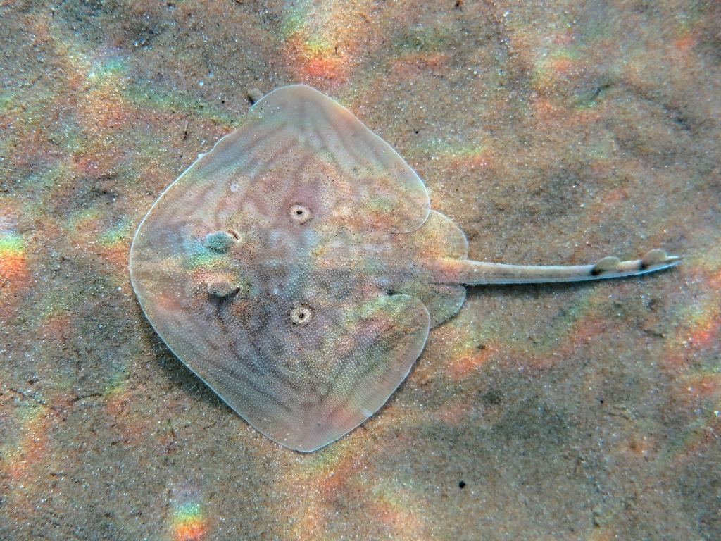 Rough Ray