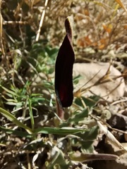 Aristolochia wrightii