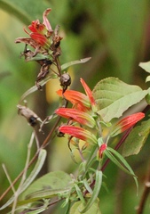 Castilleja integrifolia