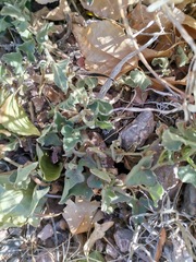 Aristolochia wrightii
