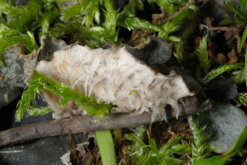 dog pelt lichen