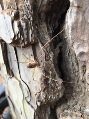 Bunochelis spinifera