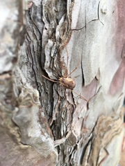 Bunochelis spinifera