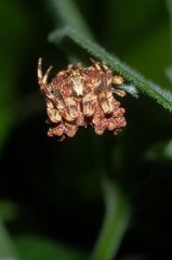 Celaenia tuberosa