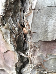 Bunochelis spinifera