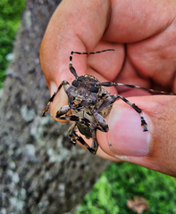 Dryoctenes scrupulosus