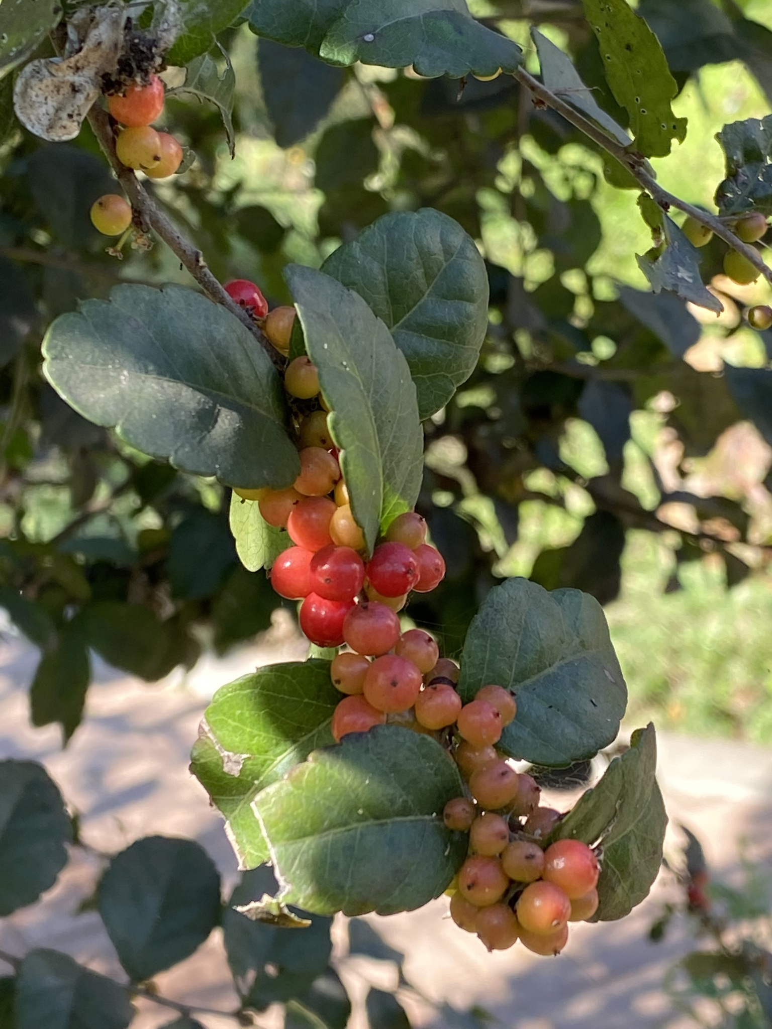 Xylosma flexuosa