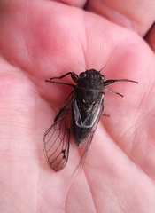 Gelidea torrida